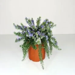 ROSMARINO PROSTRATO - Ø 24 Cm -Negozio Piante artificiali economico 32349344 5