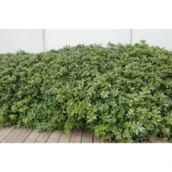 Pitosforo "Pittosporum Tobira" Pianta In Vaso 19 Cm -Negozio Piante artificiali economico 32350180 4