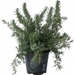 Rosmarino Prostrato "Rosmarinus Officinalis Prostratus" Pianta Aromatica In Vaso 14 Cm -Negozio Piante artificiali economico 32619876 3