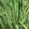 Citronella O Lemongrass - Ø 14 Cm -Negozio Piante artificiali economico 32727241 1