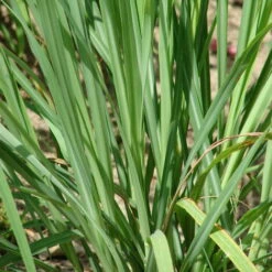 Citronella O Lemongrass - Ø 14 Cm