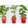 Peperoncino Piccante 3 Piante In Vaso 10 Cm VARIETA' A SCELTA -Negozio Piante artificiali economico 32995609 1