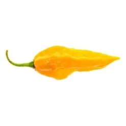 Peperoncino Piccante 3 Piante In Vaso 10 Cm VARIETA' A SCELTA -Negozio Piante artificiali economico 32995609 2