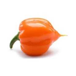 Peperoncino Piccante 3 Piante In Vaso 10 Cm VARIETA' A SCELTA -Negozio Piante artificiali economico 32995609 4