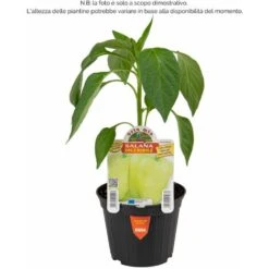 Peperone Digeribile Citrino Salana Laguna F1 - 1 Pianta V.10 Cm - Orto Mio -Negozio Piante artificiali economico 33245779 2