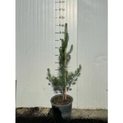 Pinus Sylvestris (Pino Silvestre) H 80cm Foto Reale