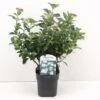 Viburno Tino "Viburnum Tinus" 3 Piante Da Siepe In Vaso Biodegradabile H. 30/40 Cm