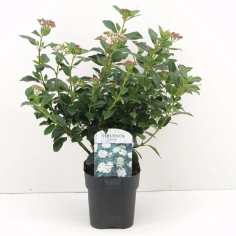 Viburno Tino "Viburnum Tinus" 3 Piante Da Siepe In Vaso Biodegradabile H. 30/40 Cm 3 Viburno Tino "Viburnum Tinus" 3 Piante Da Siepe In Vaso Biodegradabile H. 30/40 Cm