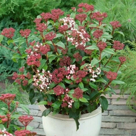 Viburno Tino "Viburnum Tinus" 3 Piante Da Siepe In Vaso Biodegradabile H. 30/40 Cm 4 Viburno Tino "Viburnum Tinus" 3 Piante Da Siepe In Vaso Biodegradabile H. 30/40 Cm - immagine 2