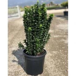 Evonimo "Euonymus Japonicus Benkomasaki" Pianta In Vaso 9 Cm -Negozio Piante artificiali economico 33717218 3