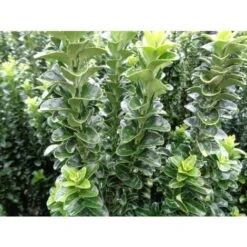 Evonimo "Euonymus Japonicus Benkomasaki" Pianta In Vaso 9 Cm -Negozio Piante artificiali economico 33717218 5