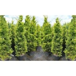 Cipresso "Cupressocyparis Leylandii Castlewellan Gold" Pianta In Vaso 19 Cm H. 60/80 Cm -Negozio Piante artificiali economico 33993258 2