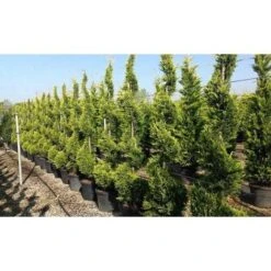 Cipresso "Cupressocyparis Leylandii Castlewellan Gold" Pianta In Vaso 19 Cm H. 60/80 Cm -Negozio Piante artificiali economico 33993258 4