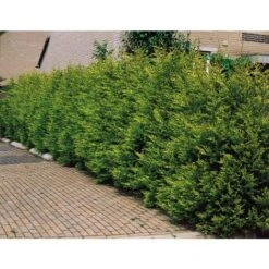 Cipresso "Cupressocyparis Leylandii Castlewellan Gold" Pianta In Vaso 19 Cm H. 60/80 Cm -Negozio Piante artificiali economico 33993258 5