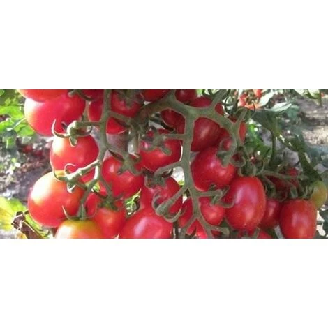 Pomodoro Datterino Innestato (vaso 14) 3 Pomodoro Datterino Innestato (vaso 14)