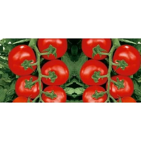 Pomodoro Grappolo Innestato (vaso 14) 3 Pomodoro Grappolo Innestato (vaso 14)