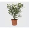 Oleandro A Cespuglio "Nerium Oleander" Pianta In Vaso 19 Cm COLORI CASUALI -Negozio Piante artificiali economico 34747867 1