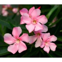 Oleandro A Cespuglio "Nerium Oleander" Pianta In Vaso 19 Cm COLORI CASUALI -Negozio Piante artificiali economico 34747867 3
