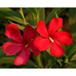 Oleandro A Cespuglio "Nerium Oleander" Pianta In Vaso 19 Cm COLORI CASUALI -Negozio Piante artificiali economico 34747867 5