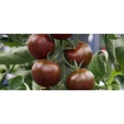 Pomodoro Datterino Zebrato (vaso 10)