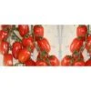Pomodoro Piccadilly (vaso 10) -Negozio Piante artificiali economico 3523361 1