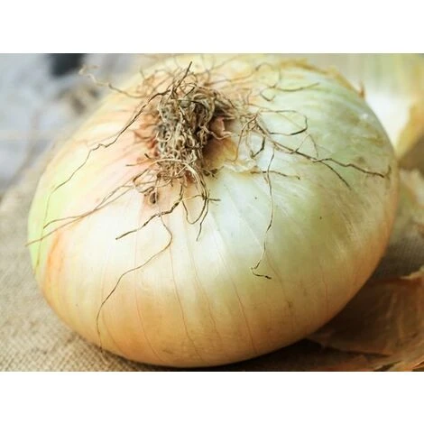 Cipolla Giarratana 3 Cipolla Giarratana