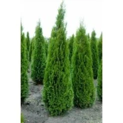 Tuia Smeraldo "Thuja Occidentalis Smaragd" Pianta In Vaso 18 Cm H. 40/70 Cm -Negozio Piante artificiali economico 36709949 3