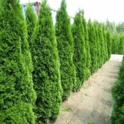 Tuia Smeraldo "Thuja Occidentalis Smaragd" Pianta In Vaso 18 Cm H. 40/70 Cm -Negozio Piante artificiali economico 36709949 4