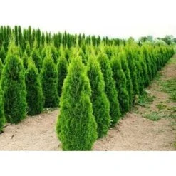 Tuia Smeraldo "Thuja Occidentalis Smaragd" Pianta In Vaso 18 Cm H. 40/70 Cm -Negozio Piante artificiali economico 36709949 5