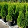 Thuja Occidentalis "Smaragd" 2 Thuja Occidentalis "Smaragd" -Negozio Piante artificiali economico 36848589 1