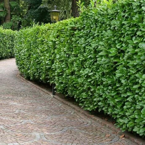 Lauroceraso "Prunus Laurocerasus" Pianta Da Siepe In Vaso Da 2 Litri H. 70/100 Cm 4 Lauroceraso "Prunus Laurocerasus" Pianta Da Siepe In Vaso Da 2 Litri H. 70/100 Cm - immagine 2