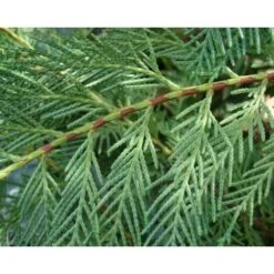 Cipresso Di Leyland "Cupressocyparis Leylandii" Pianta In Vaso Biodegradabile -Negozio Piante artificiali economico 38063213 2