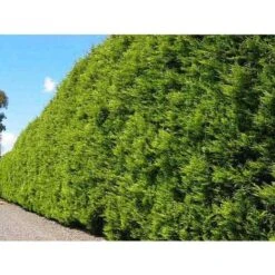 Cipresso "Cupressocyparis Leylandii Castlewellan Gold" Pianta In Vaso 11 Cm H. 30/40 Cm -Negozio Piante artificiali economico 38286059 3