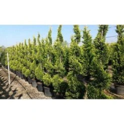 Cipresso "Cupressocyparis Leylandii Castlewellan Gold" Pianta In Vaso 11 Cm H. 30/40 Cm -Negozio Piante artificiali economico 38286059 4