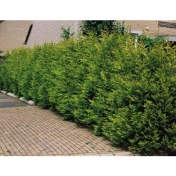 Cipresso "Cupressocyparis Leylandii Castlewellan Gold" Pianta In Vaso 11 Cm H. 30/40 Cm -Negozio Piante artificiali economico 38286059 5