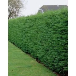 Cipresso Di Leyland "Cupressocyparis Leylandii" Pianta In Vaso H. 30/40 Cm -Negozio Piante artificiali economico 38708132 3