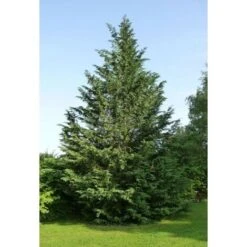 Cipresso Di Leyland "Cupressocyparis Leylandii" Pianta In Vaso H. 30/40 Cm -Negozio Piante artificiali economico 38708132 4