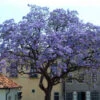 1 PIANTA DI PAULOWNIA TOMENTOSA MIELIFERA FIORI PROFUMATI VIOLA 2 1 PIANTA DI PAULOWNIA TOMENTOSA MIELIFERA FIORI PROFUMATI VIOLA -Negozio Piante artificiali economico 3902930 1