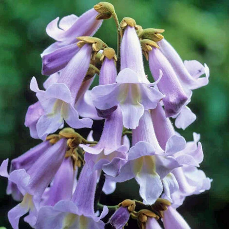 1 PIANTA DI PAULOWNIA TOMENTOSA MIELIFERA FIORI PROFUMATI VIOLA 4 1 PIANTA DI PAULOWNIA TOMENTOSA MIELIFERA FIORI PROFUMATI VIOLA - immagine 2