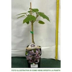 1 PIANTA DI PAULOWNIA TOMENTOSA MIELIFERA FIORI PROFUMATI VIOLA 7 1 PIANTA DI PAULOWNIA TOMENTOSA MIELIFERA FIORI PROFUMATI VIOLA -Negozio Piante artificiali economico 3902930 3