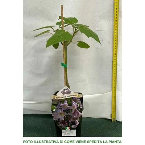 1 PIANTA DI PAULOWNIA TOMENTOSA MIELIFERA FIORI PROFUMATI VIOLA 5 1 PIANTA DI PAULOWNIA TOMENTOSA MIELIFERA FIORI PROFUMATI VIOLA - immagine 3