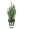 Ginepro D'Irlanda "Juniperus Communis Hibernica" Pianta In Vaso 14 Cm -Negozio Piante artificiali economico 39350286 1