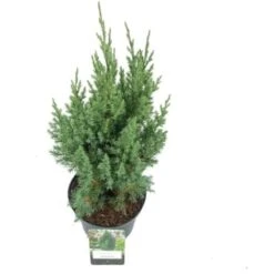 Ginepro D'Irlanda "Juniperus Communis Hibernica" Pianta In Vaso 14 Cm -Negozio Piante artificiali economico 39350286 2