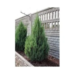 Ginepro D'Irlanda "Juniperus Communis Hibernica" Pianta In Vaso 14 Cm -Negozio Piante artificiali economico 39350286 3