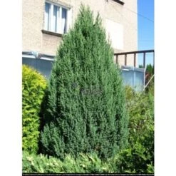 Ginepro D'Irlanda "Juniperus Communis Hibernica" Pianta In Vaso 14 Cm -Negozio Piante artificiali economico 39350286 4
