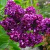 Syringa Vulgaris "Charles Joly" -Negozio Piante artificiali economico 39658190 1