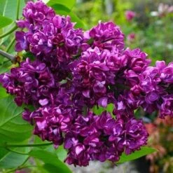 Syringa Vulgaris "Charles Joly"
