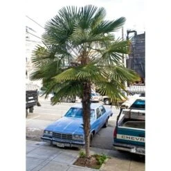 Palma Cinese A Ventaglio "Chamaerops Excelsa" Pianta In Vaso 9 Cm -Negozio Piante artificiali economico 39658214 3