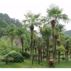 Palma Cinese A Ventaglio "Chamaerops Excelsa" Pianta In Vaso 9 Cm -Negozio Piante artificiali economico 39658214 4