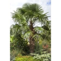 Palma Cinese A Ventaglio "Chamaerops Excelsa" Pianta In Vaso 9 Cm -Negozio Piante artificiali economico 39658214 5